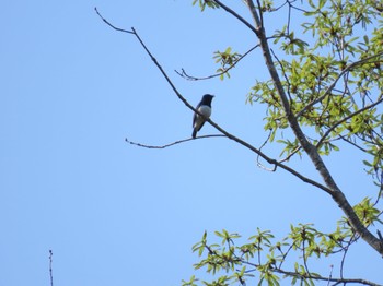 Blue-and-white Flycatcher 定山渓 Sun, 5/14/2023