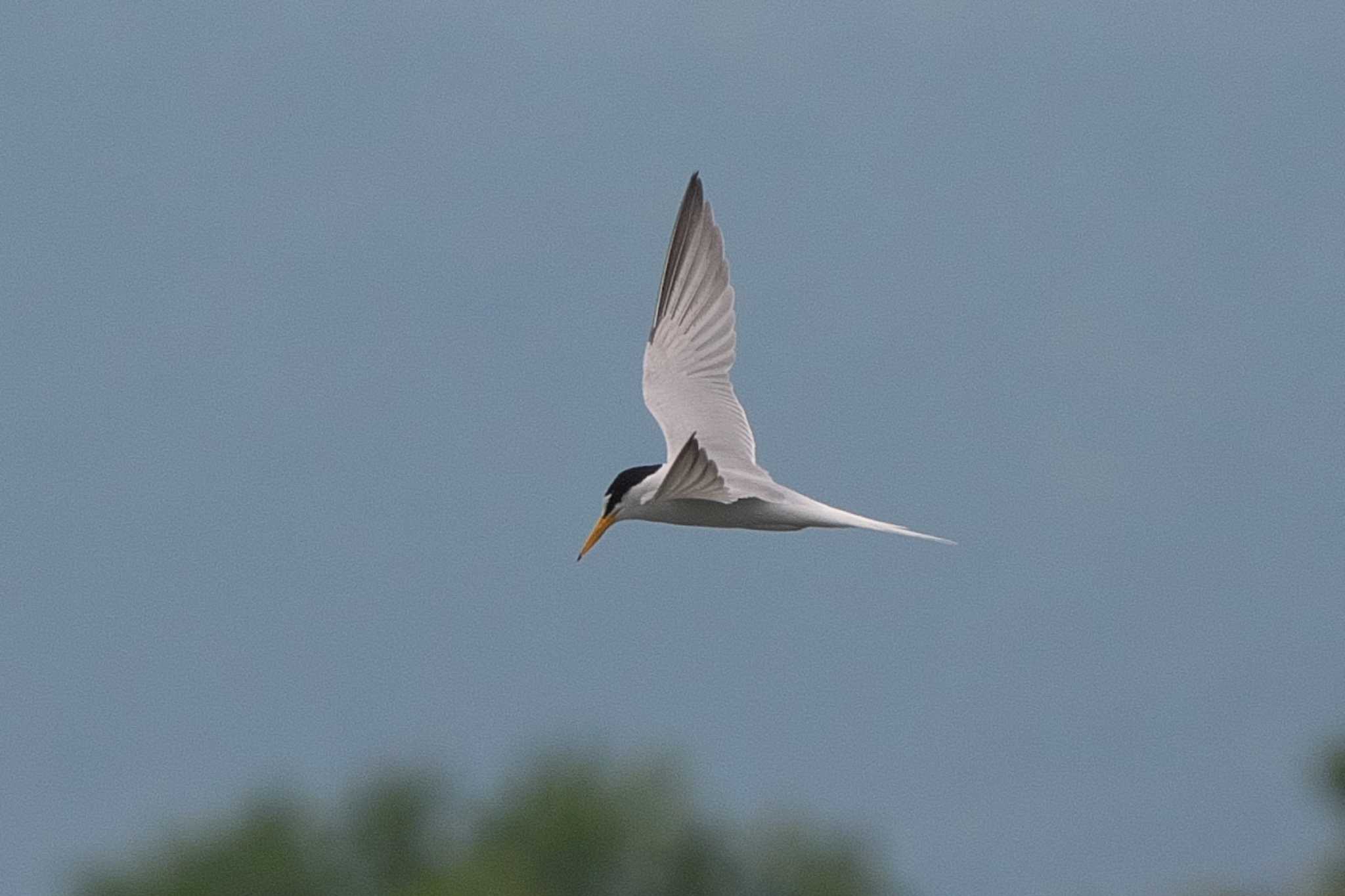 Little Tern