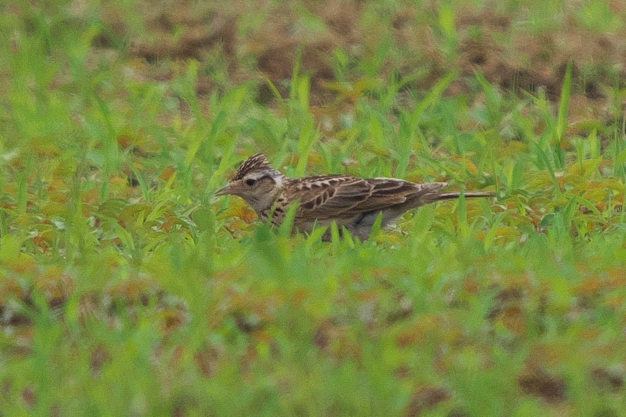 Eurasian Skylark