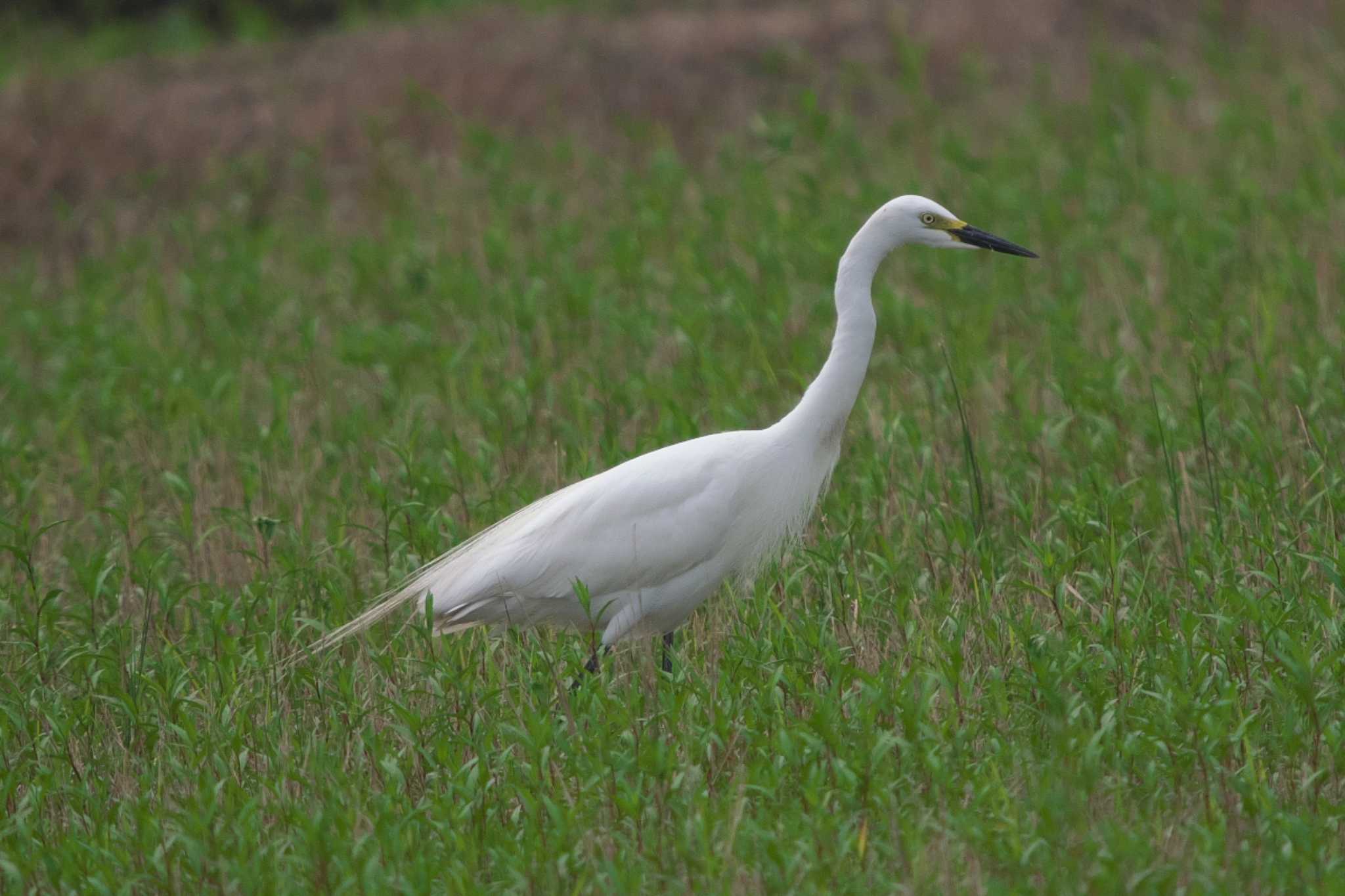 Medium Egret