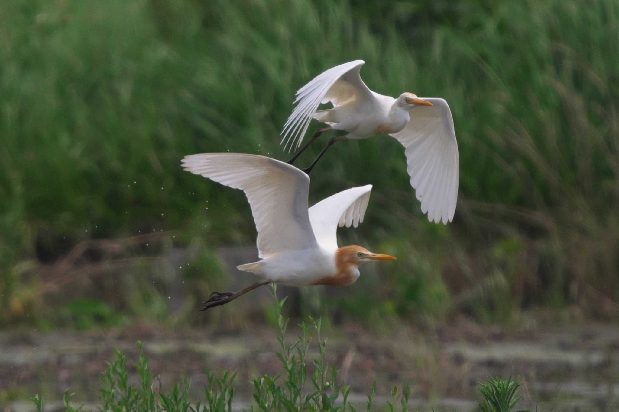 Eastern Cattle Egret