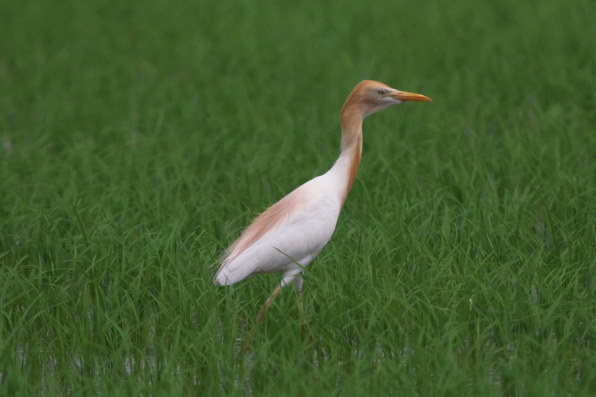 Eastern Cattle Egret