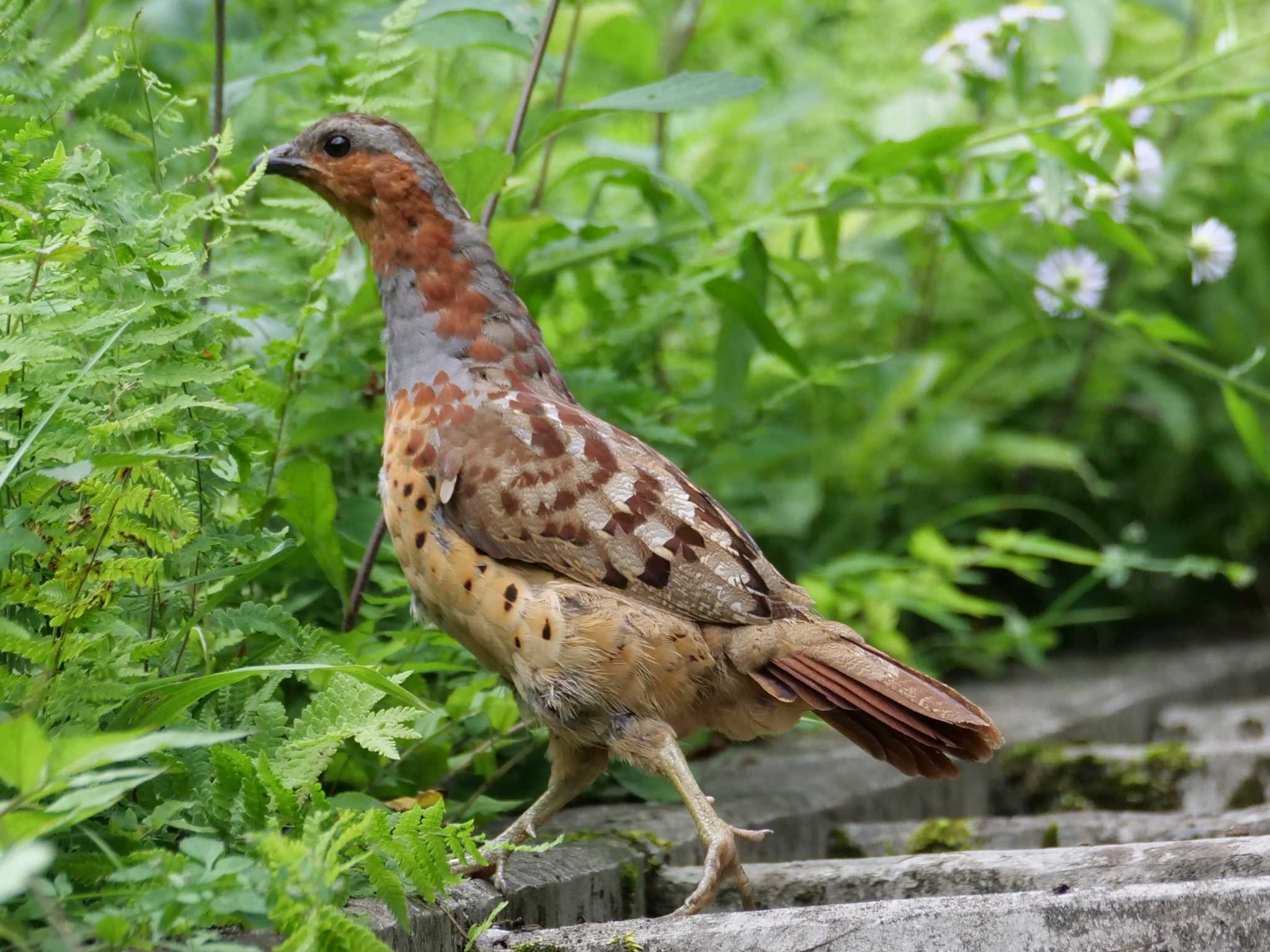 草むらへ・・。　（※続編あり） by little birds