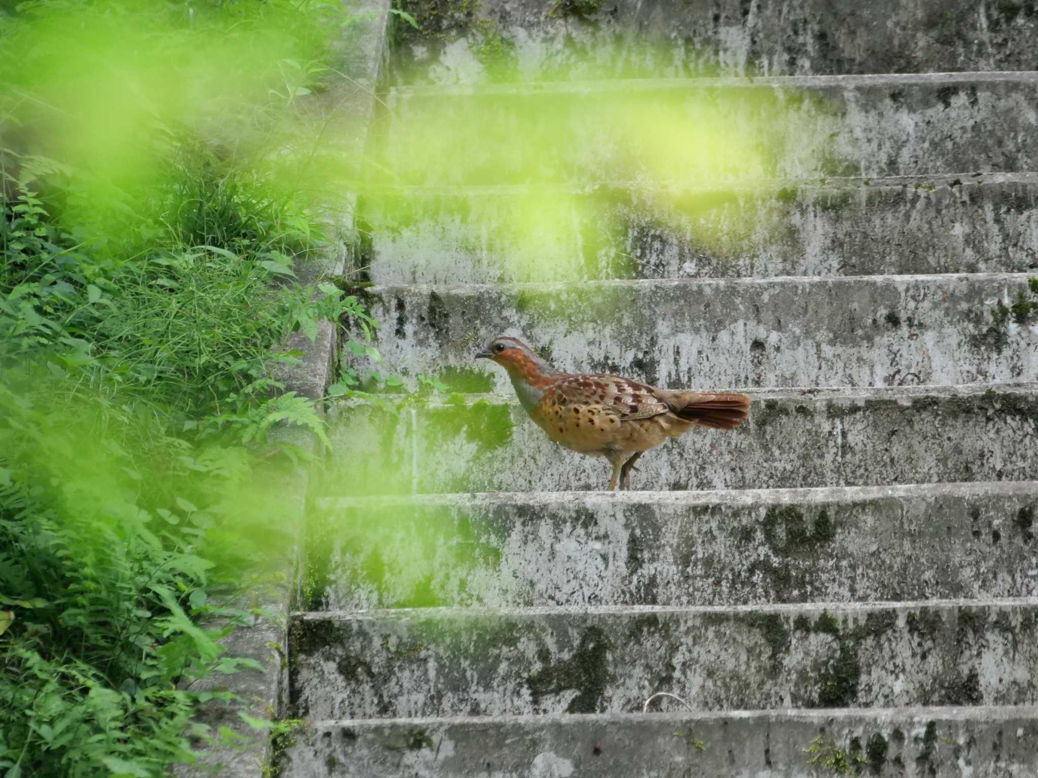 コジュケイ3態。　原画です。　なにかいる・・近づいてみる・・。 by little birds