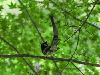 Black Paradise Flycatcher 春日山原始林 Sat, 6/17/2023