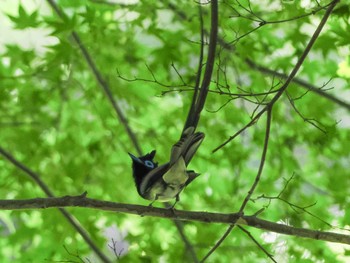 Black Paradise Flycatcher 春日山原始林 Sat, 6/17/2023