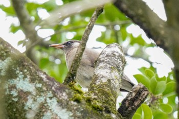 White-cheeked Starling 猪高緑地 Sun, 6/18/2023