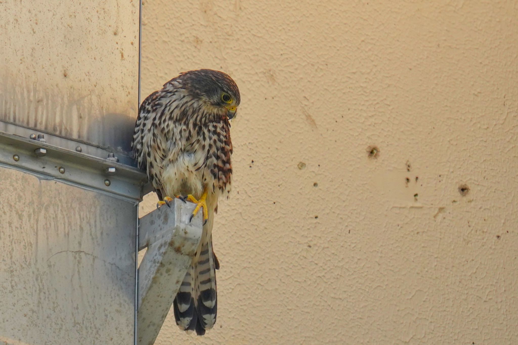 Common Kestrel