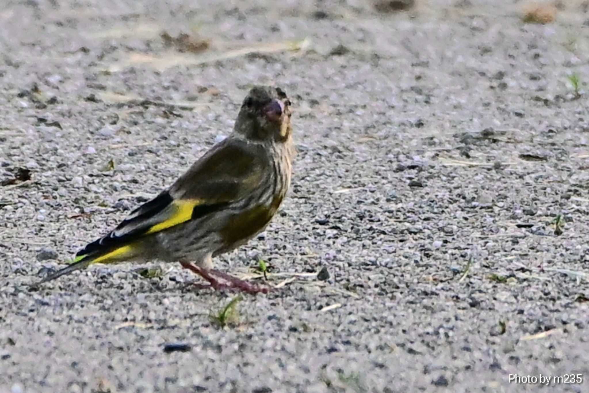 諏訪湖 カワラヒワの写真