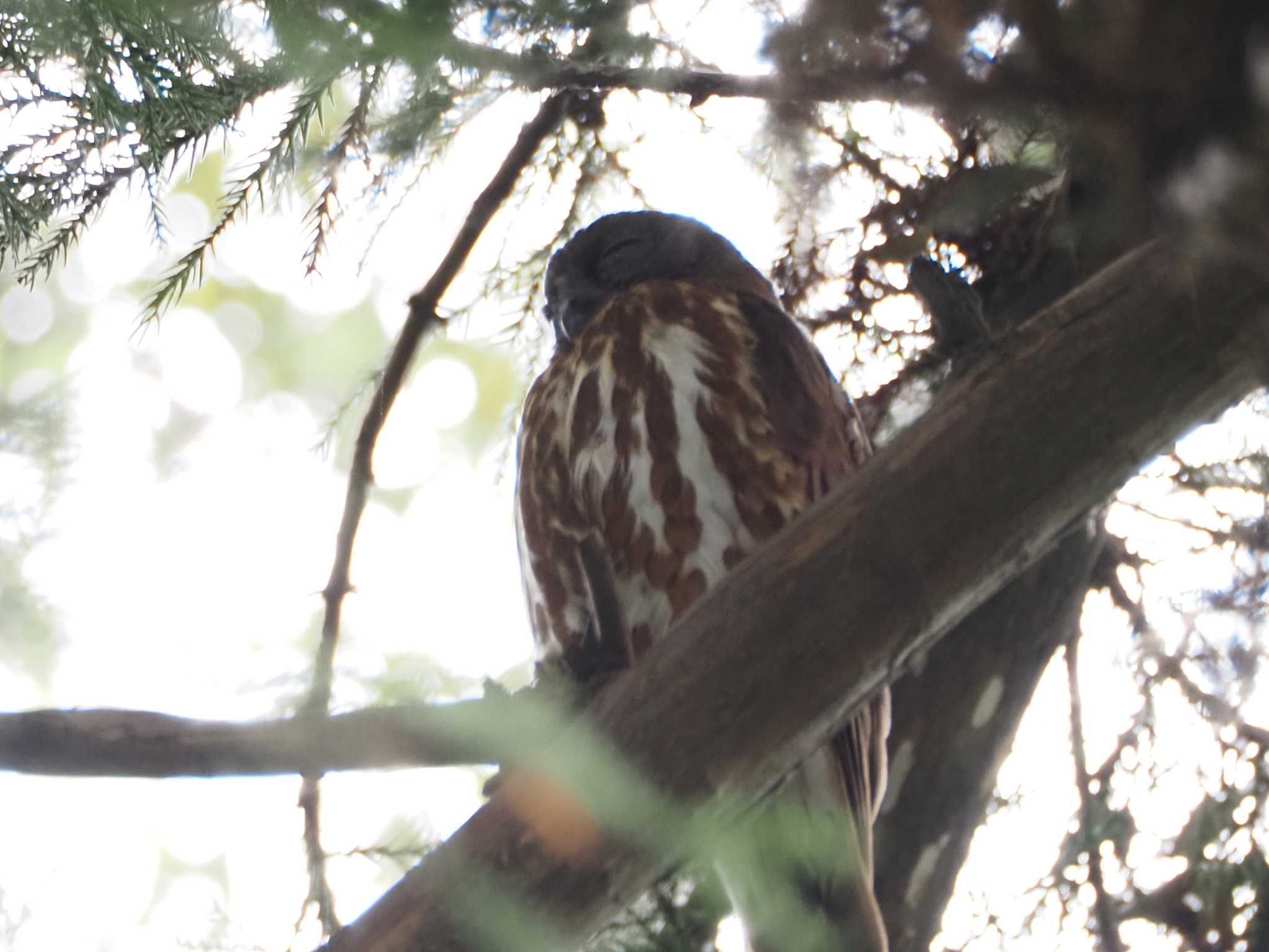 猪名部神社(三重県員弁郡) アオバズクの写真 by MaNu猫