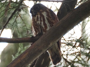 Sun, 6/18/2023 Birding report at 猪名部神社(三重県員弁郡)