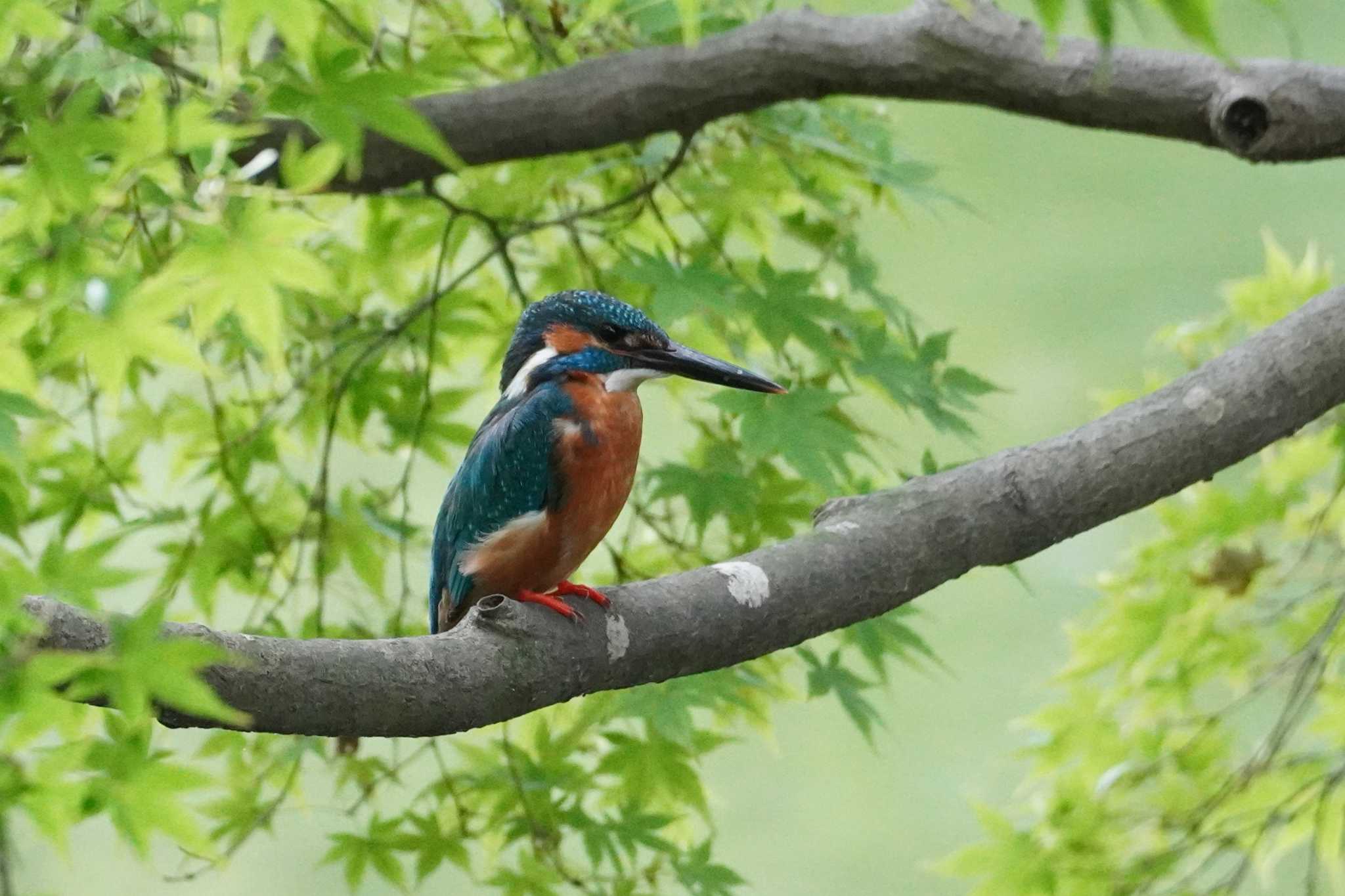 薬師池公園 カワセミの写真