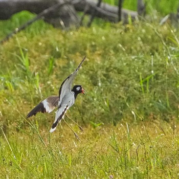 Red-wattled Lapwing Bang Phra Non-Hunting area Thu, 6/15/2023