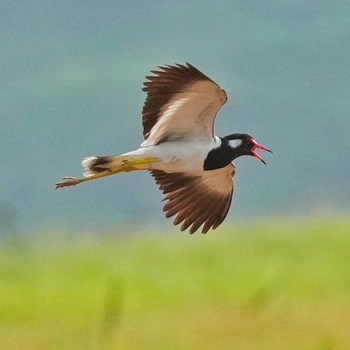 Red-wattled Lapwing Bang Phra Non-Hunting area Thu, 6/15/2023