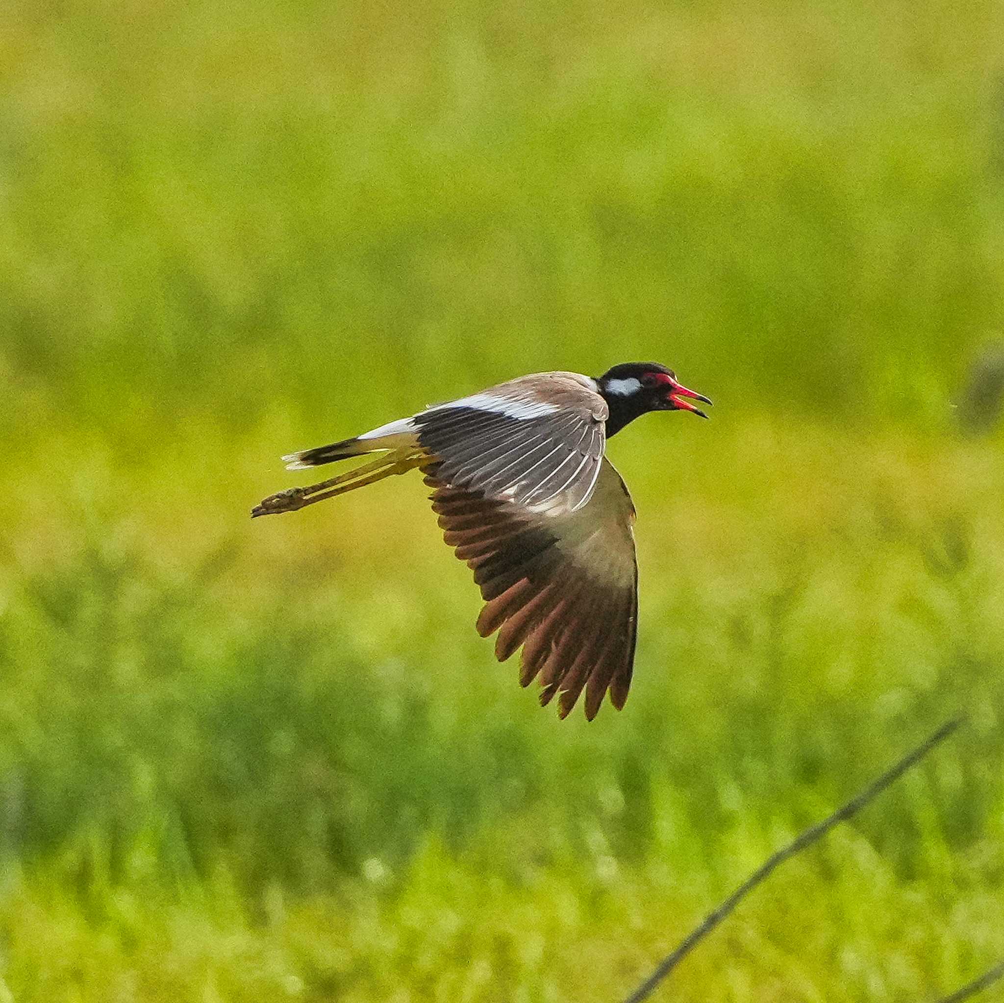 Photo of Red-wattled Lapwing at Bang Phra Non-Hunting area by span265