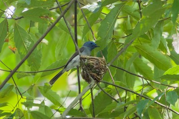 Black-naped Monarch 台北植物園 Fri, 6/9/2023