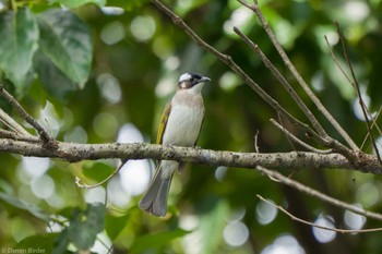 2023年6月9日(金) 台北植物園の野鳥観察記録