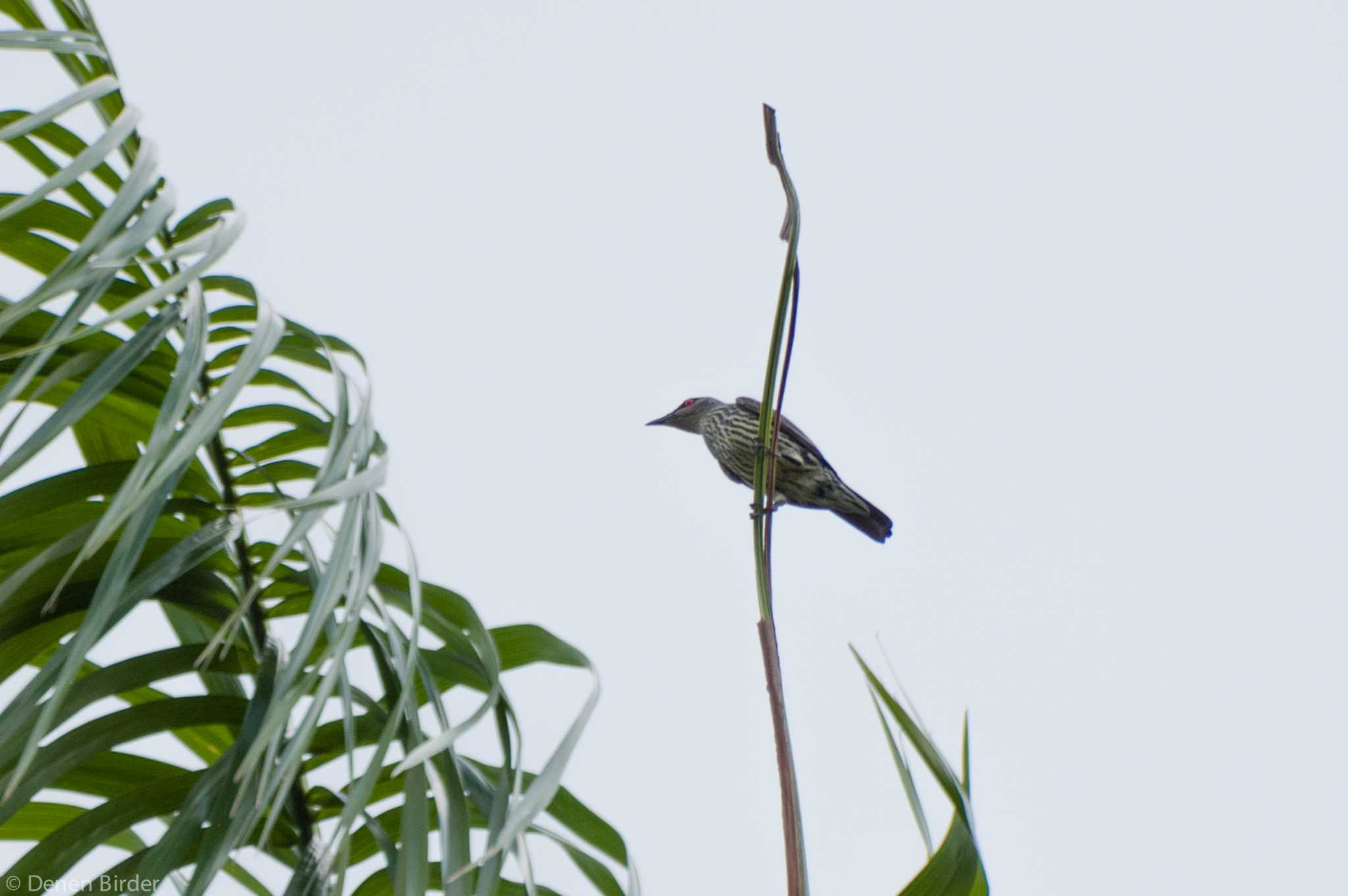 台北植物園 ミドリカラスモドキの写真 by 田園Birder