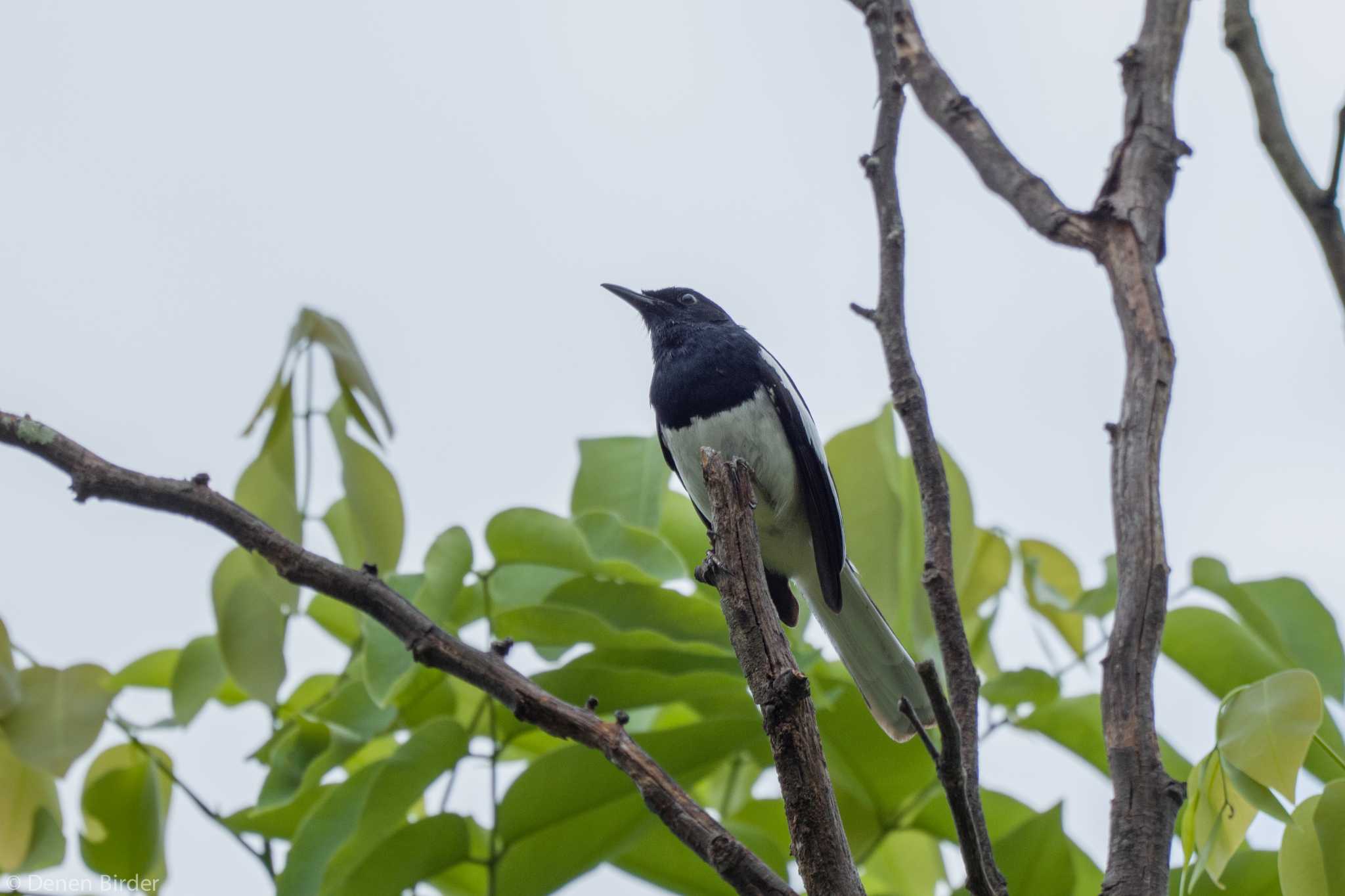 Oriental Magpie-Robin