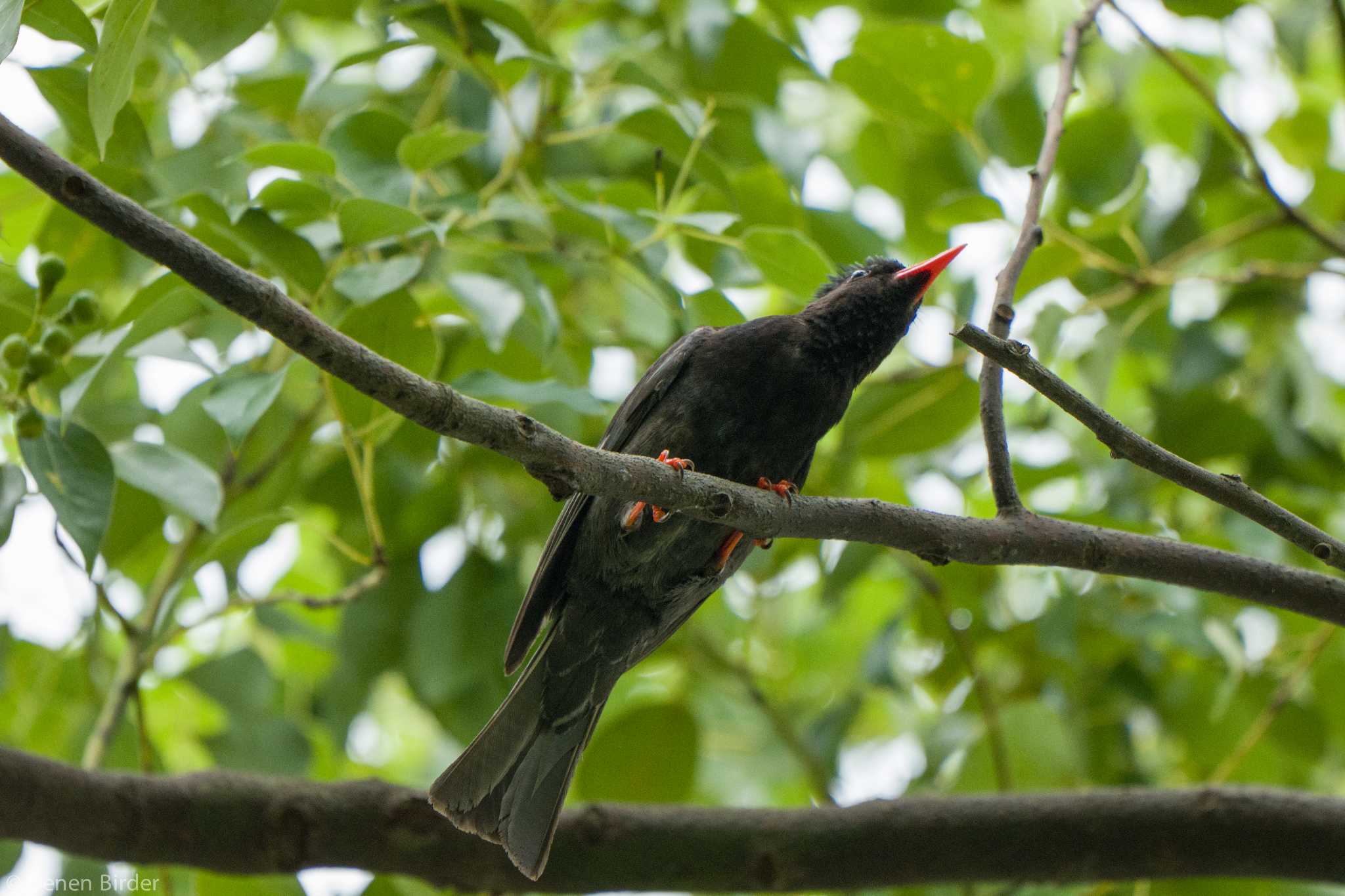 Photo of Malagasy Bulbul at 大安森林公園 by 田園Birder