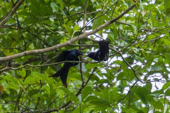 2023年6月10日(土) 宜蘭県 羅東の野鳥観察記録