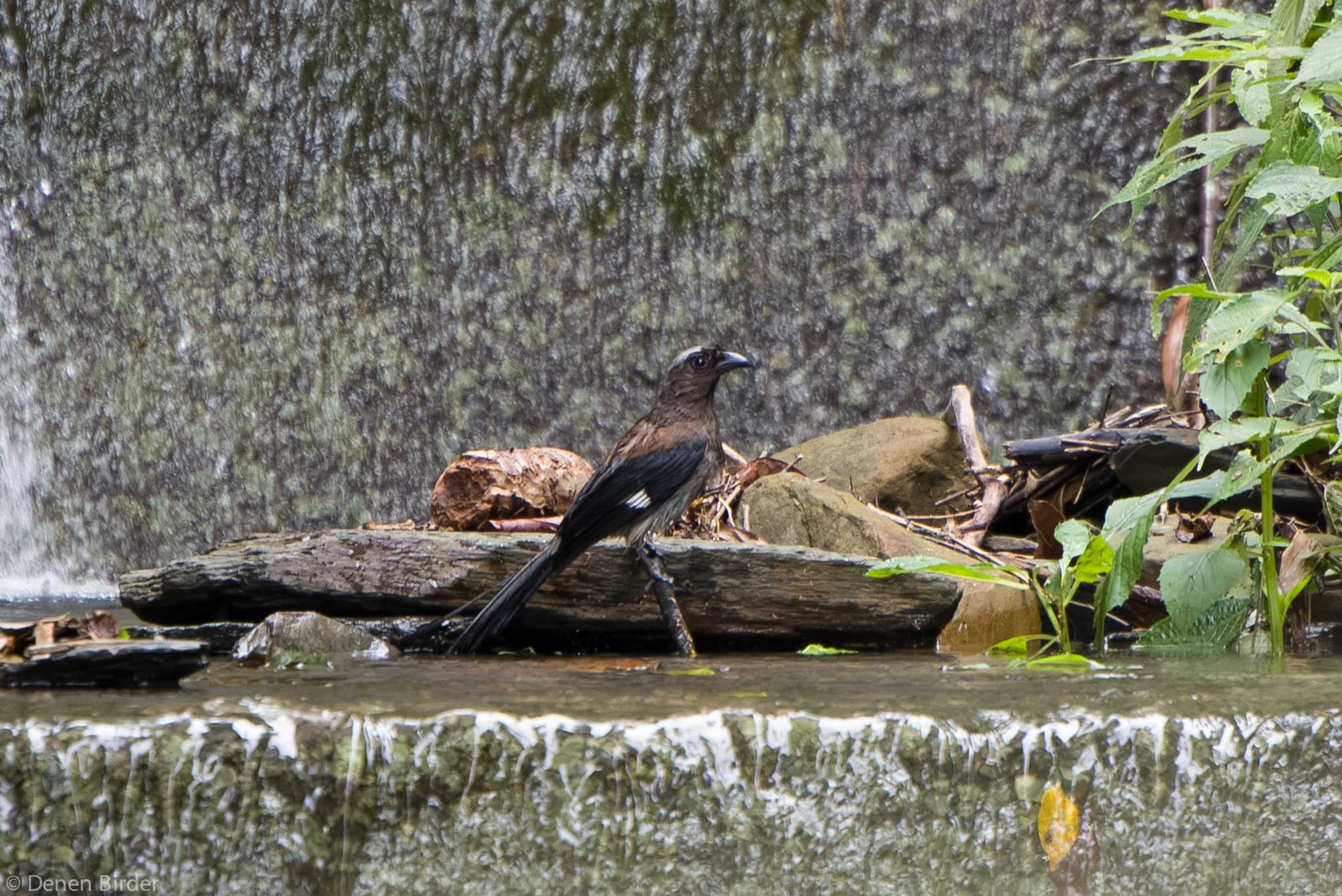 宜蘭県 羅東 タイワンオナガの写真 by 田園Birder