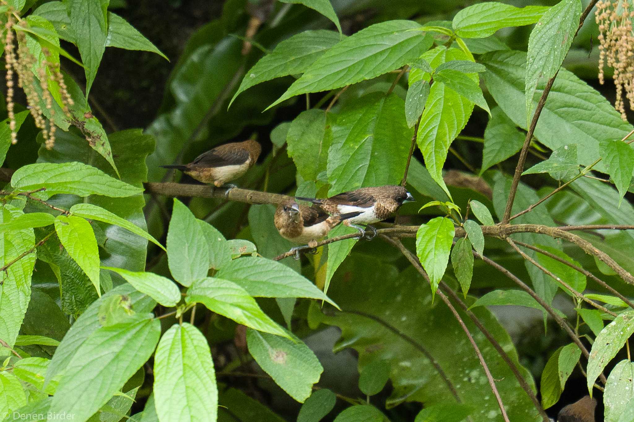 宜蘭県 羅東 コシジロキンパラの写真 by 田園Birder