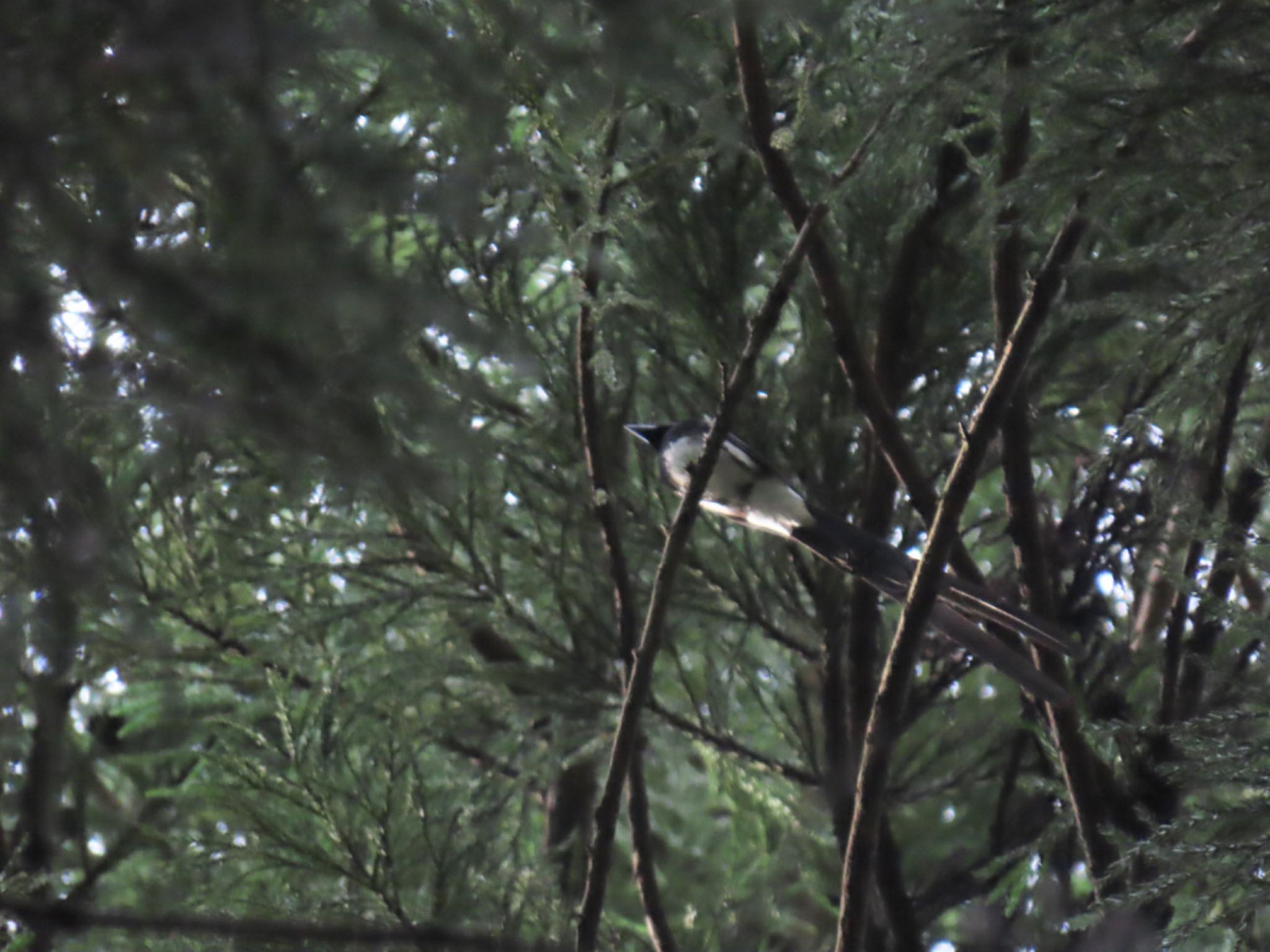 Photo of Black Paradise Flycatcher at 八王子城跡 by しらたま