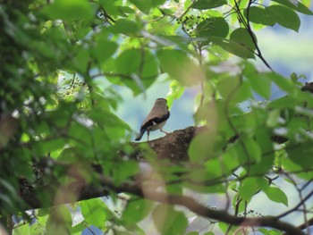 Japanese Grosbeak 八王子城跡 Sun, 6/18/2023