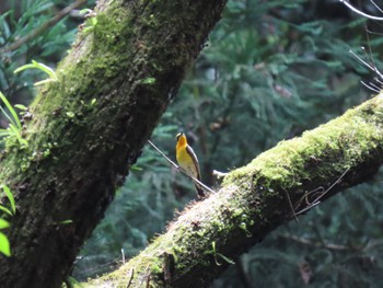 Narcissus Flycatcher 八王子城跡 Sun, 6/18/2023