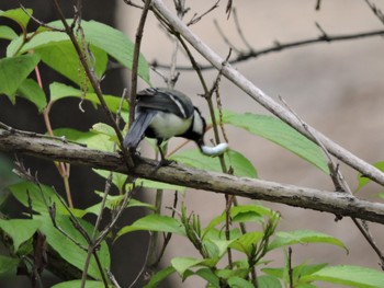 Sun, 6/18/2023 Birding report at Osaka Tsurumi Ryokuchi