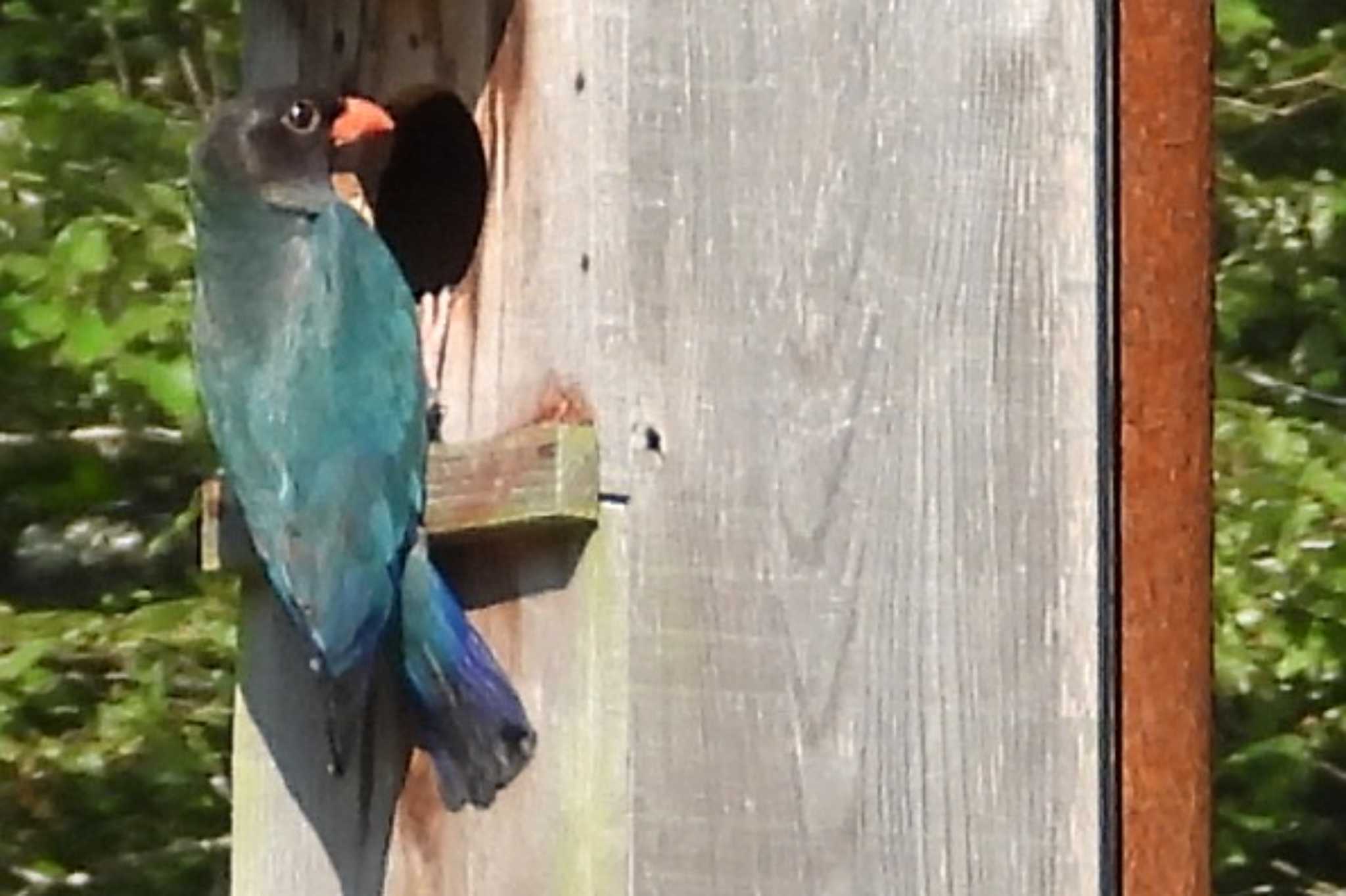 Photo of Oriental Dollarbird at 吉備中央町 by タケ