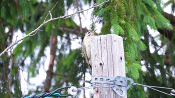 Grey-headed Woodpecker 東明公園 Sun, 6/18/2023