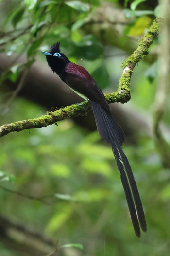 Black Paradise Flycatcher Unknown Spots Thu, 6/15/2023