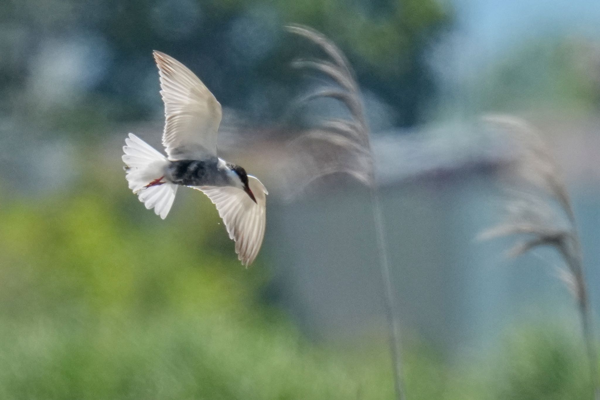 Whiskered Tern