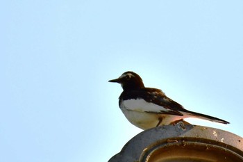 Japanese Wagtail Unknown Spots Sat, 6/17/2023