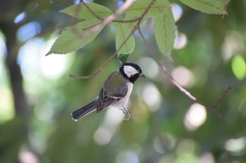 Japanese Tit 久宝寺緑地公園 Sat, 6/17/2023