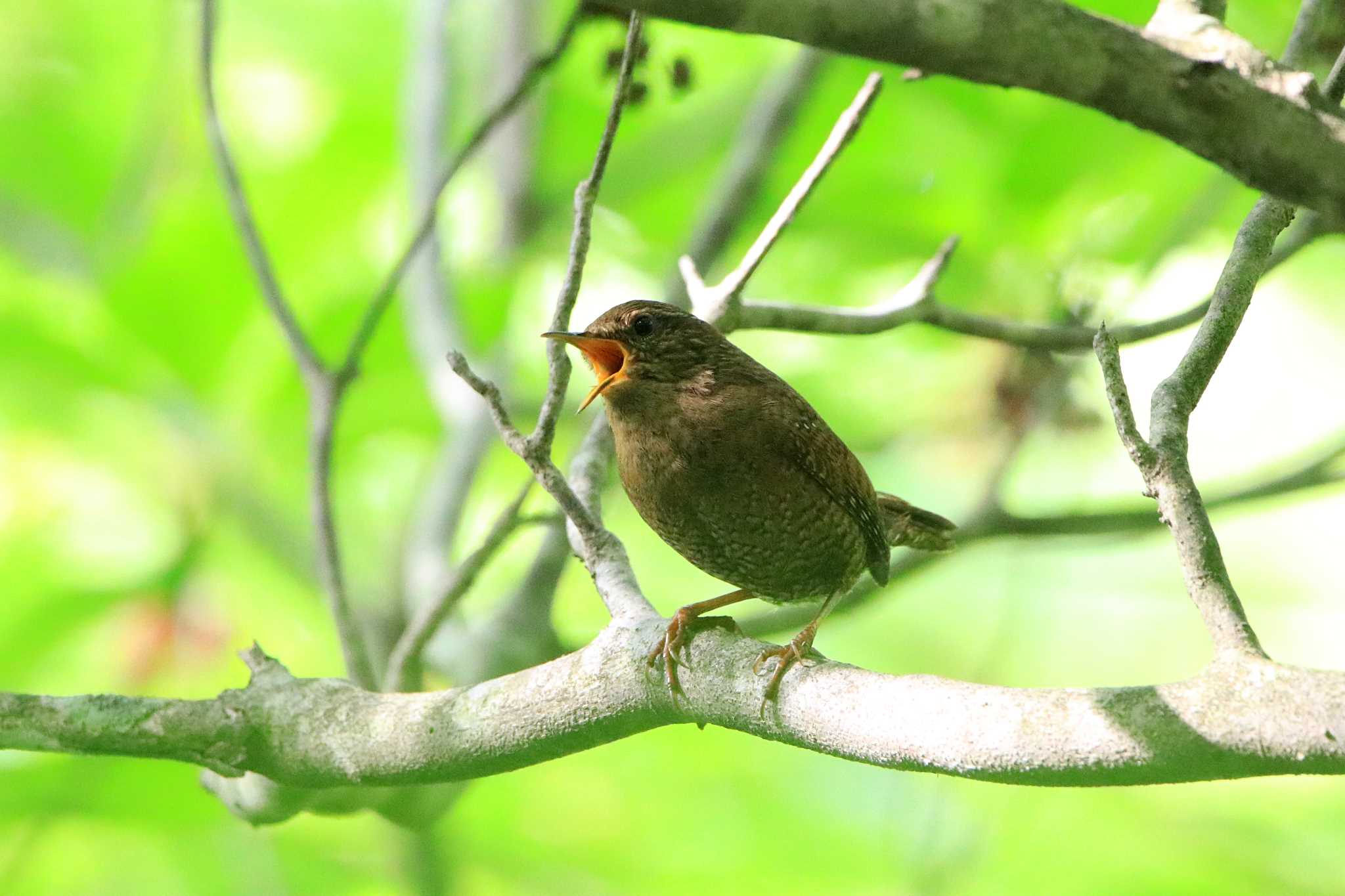 Photo of Eurasian Wren at 伊香保森林公園 by とみやん