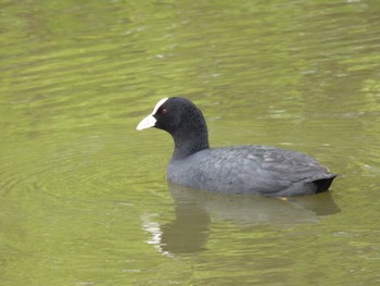 オオバン まつぶし緑の丘公園 2023年4月8日(土)