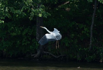 Grey Heron Nishioka Park Sat, 6/17/2023