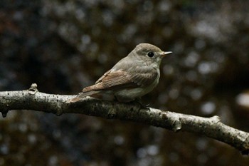 Asian Brown Flycatcher Unknown Spots Unknown Date