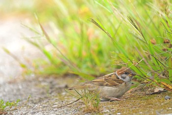 Eurasian Tree Sparrow 北海道 森町 鳥崎川 Sun, 9/11/2022