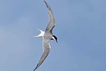 Common Tern Isanuma Fri, 6/16/2023