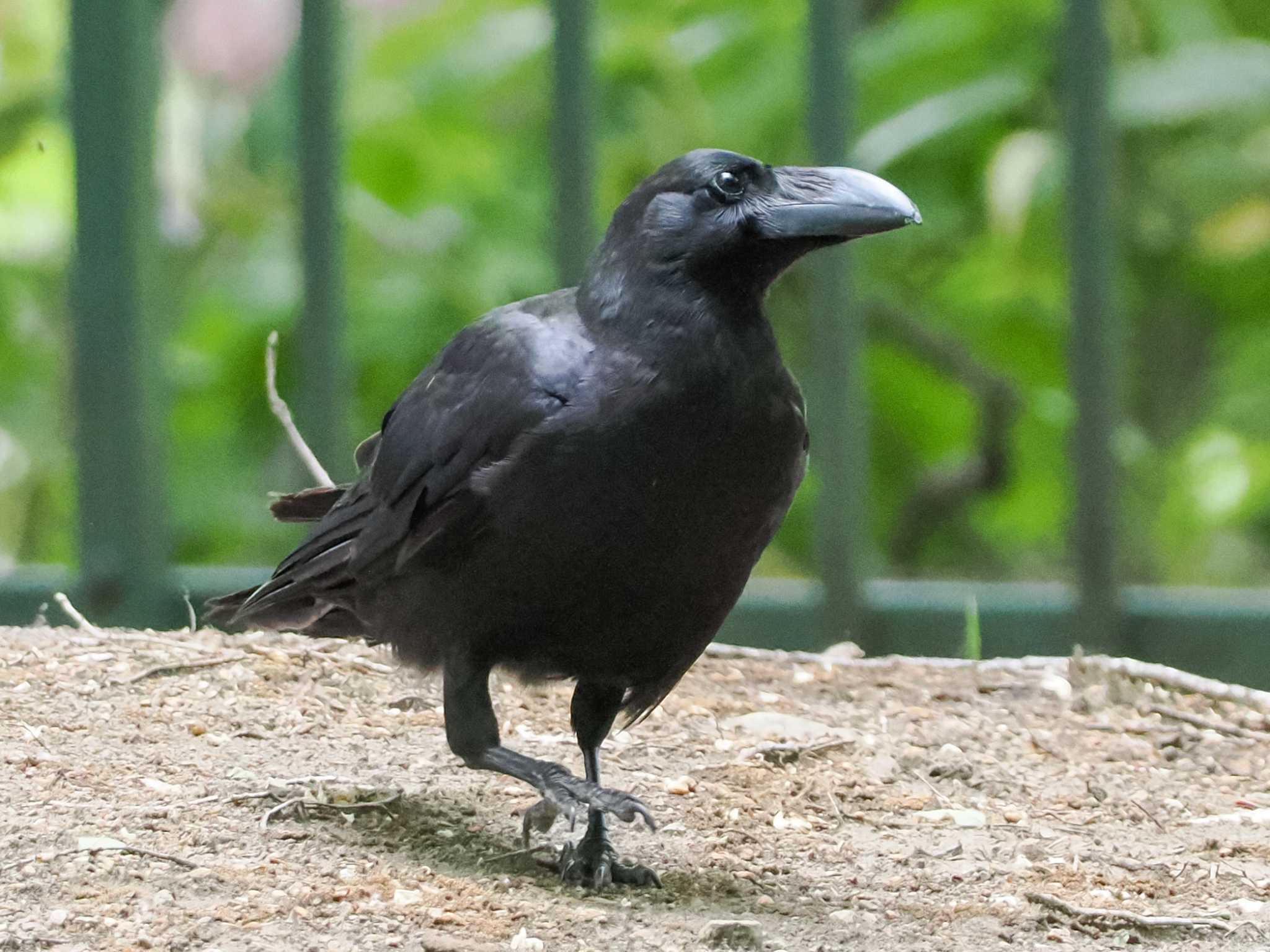 Large-billed Crow