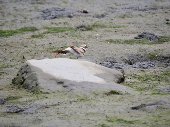 2023年6月18日(日) 東京港野鳥公園の野鳥観察記録