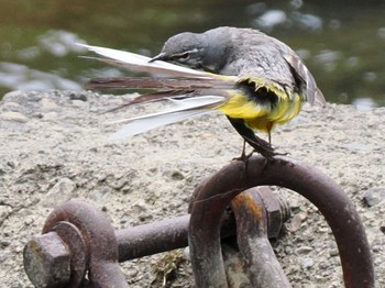 2023年6月18日(日) 福井緑地(札幌市西区)の野鳥観察記録