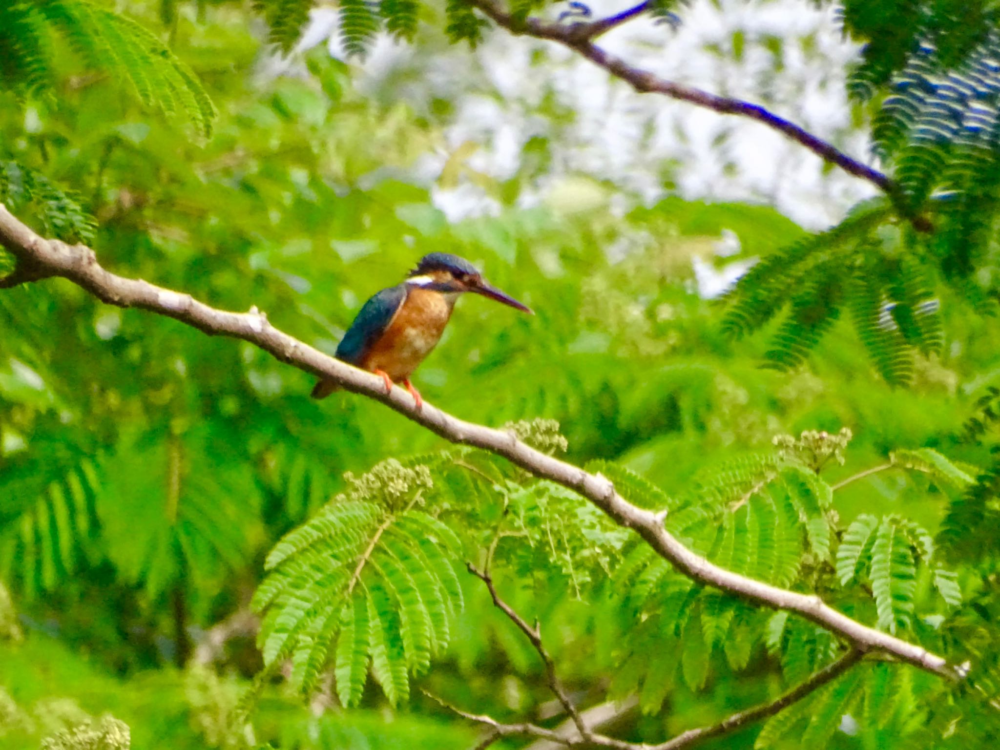 舞岡公園 カワセミの写真