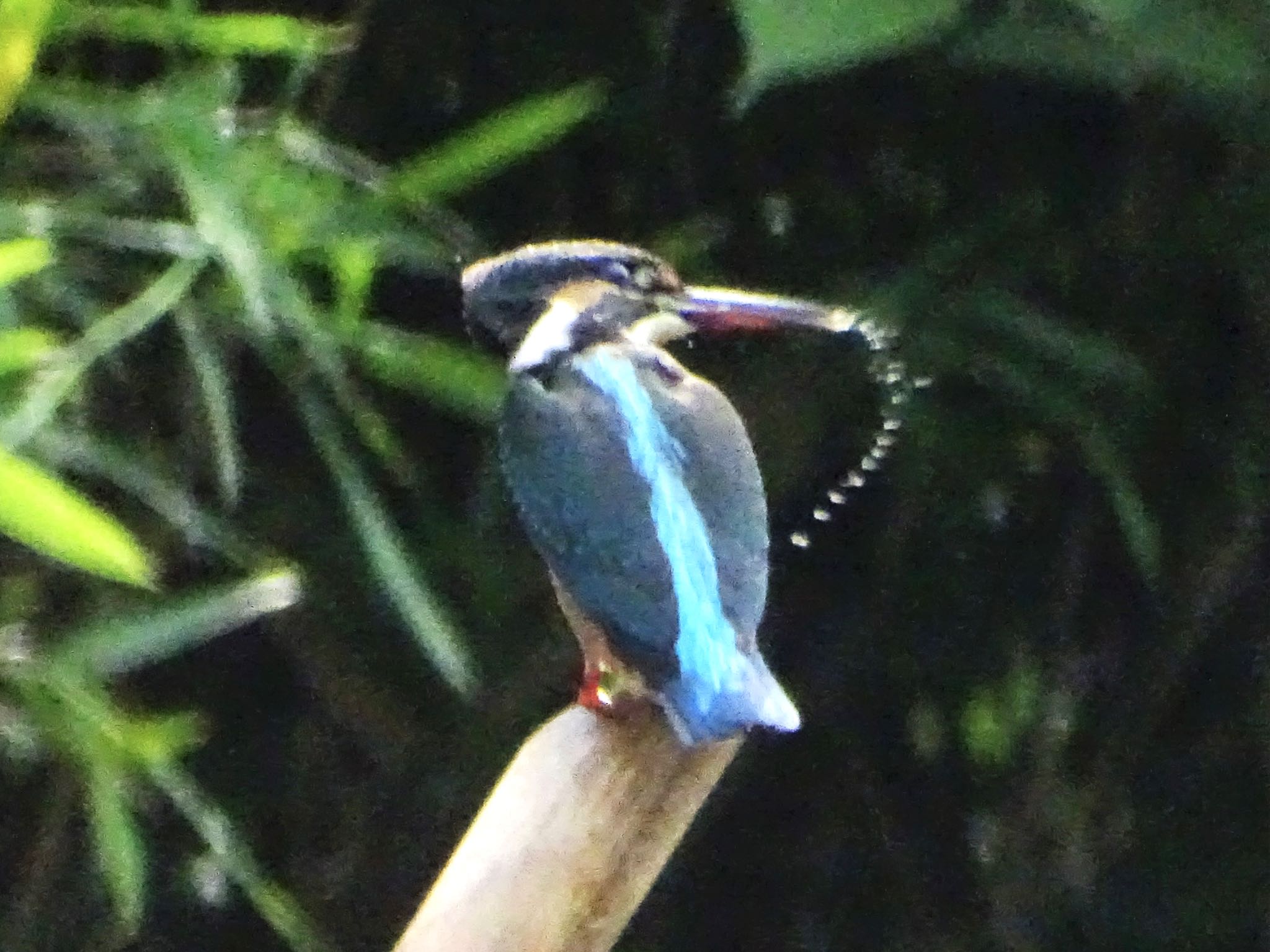 舞岡公園 カワセミの写真