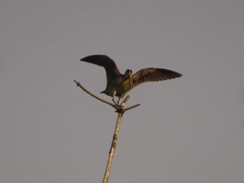 2023年6月18日(日) 北富士演習場の野鳥観察記録