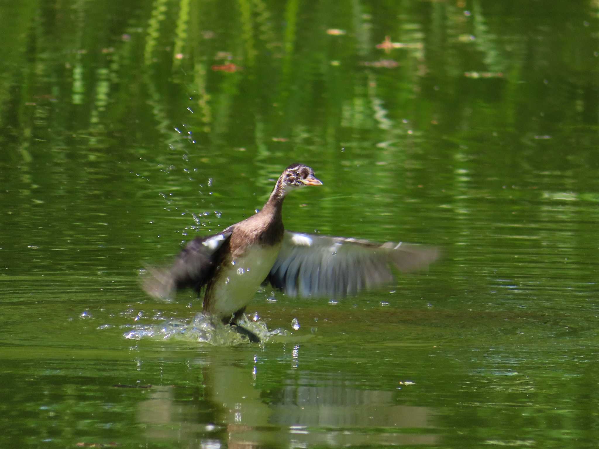 庄和総合公園 カイツブリの写真